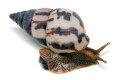Limicolaria agathina Nigeria subadult